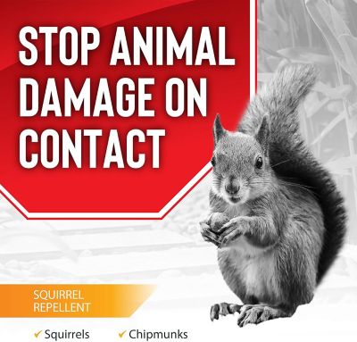 Image showing  Squirrel Stopper 320 oz. 2.5 Gallon Ready to Use