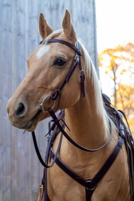 Image showing  Velociti Browband Headstall with Rawhide Knotting