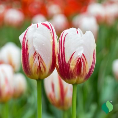 DeGroot Carnival De Rio Tulip, 12 pk.