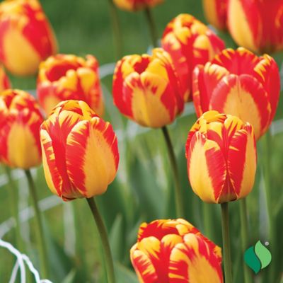 DeGroot Banja Luka Tulip 12pk