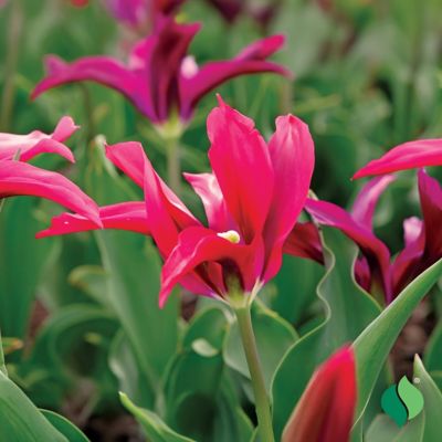 DeGroot Doll's Minuet Tulip, 12 pk.