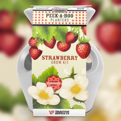 DeGroot Peek-A-Boo Strawberry Planter Kit White