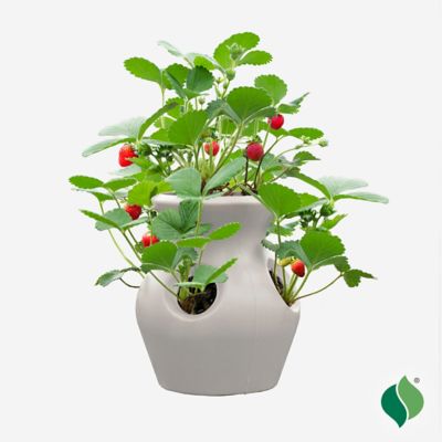 Image showing  Peek-A-Boo Strawberry Planter Kit White
