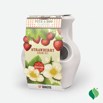 Image showing  Peek-A-Boo Strawberry Planter Kit White
