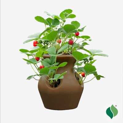 Image showing  Peek-A-Boo Strawberry Planter Kit Brown