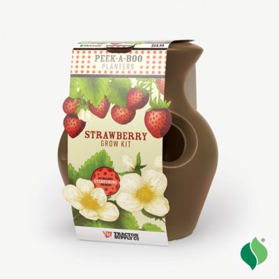Image showing  Peek-A-Boo Strawberry Planter Kit Brown
