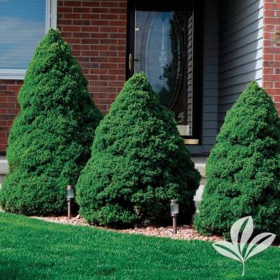 Dwarf Alberta Spruce 2G
