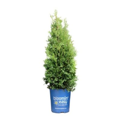 Bloomin' EasyPrivate Jet Arborvitae 3G