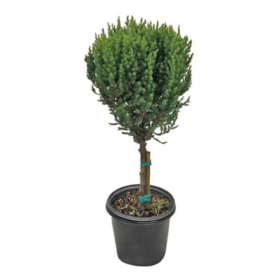 Blue Point Juniper Patio Tree 8IN