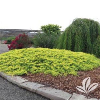 Garden DebutGolden Pacific Juniper, 1 gal.