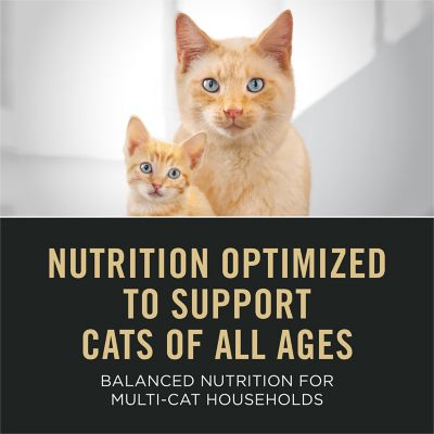 Image showing  All Life Stages High Protein Cat Food Chicken and Rice Dry Kibble