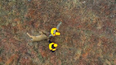 Image showing  AMMO 6.5 PRC 129 GR SST AWT