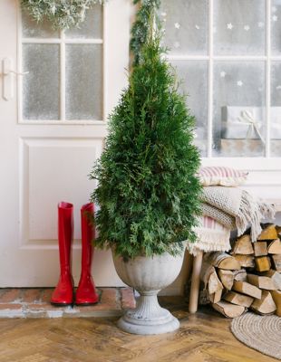 Image showing American Pillar Holiday 3G