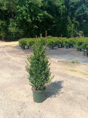 Image showing  Arrow Point Holiday 2G