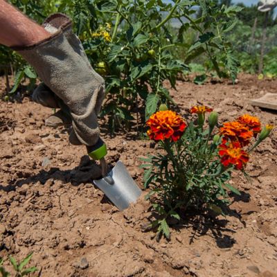 Image showing  Gardening Hand Tool Kit with Trowel, Transplanter, Weeder & Scoop