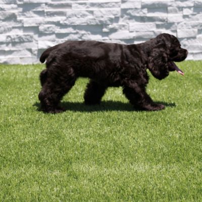 Image showing 5 th Ackland Verdant Vista Lushscape Green 15ft x 100ft Artificial Turf - 40mm Pile, 50oz Face Weight, Indoor/Outdoor, Pet Friendly