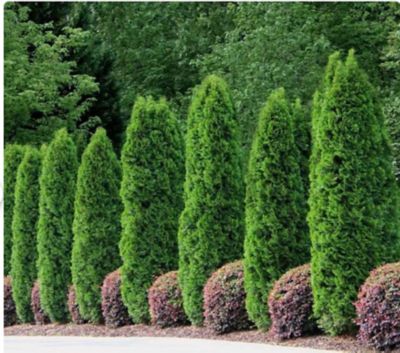 Image showing Thuja Emerald Holiday 1T