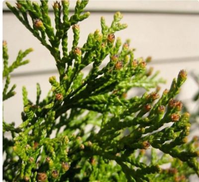Image showing Thuja Emerald Holiday 1T