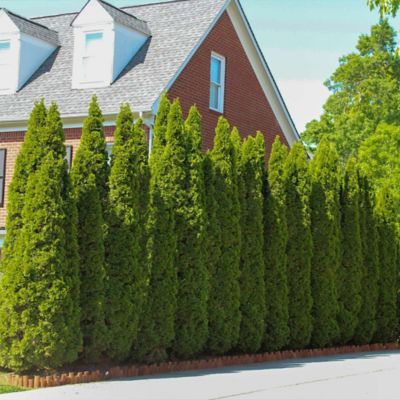 Image showing Thuja Emerald Holiday 3T