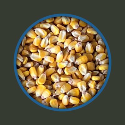 Image showing  Deer Corn, 40 lb.