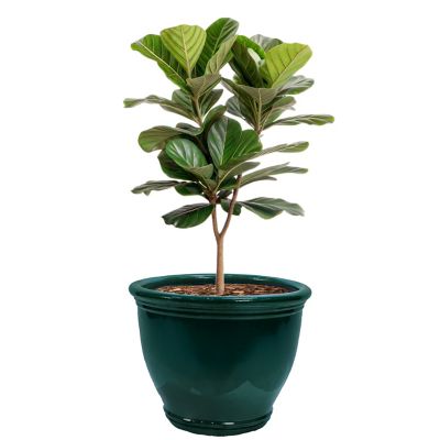 Sunnydaze Decor 18.5 in. Studio Glazed Ceramic Planter - Dark Green