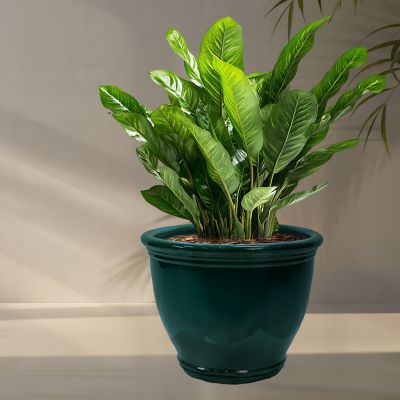 Image showing  18.5 in. Studio Glazed Ceramic Planter, Dark Green