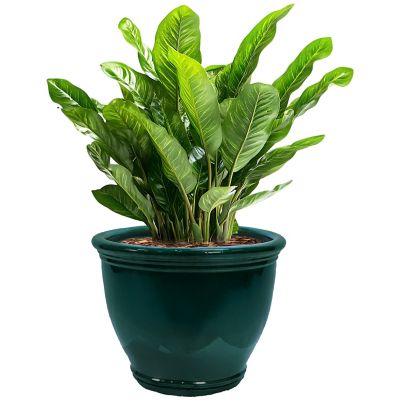 Image showing  18.5 in. Studio Glazed Ceramic Planter, Dark Green