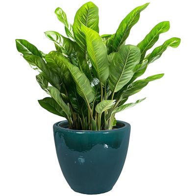 Image showing  14.5 in Resort Glazed Ceramic Planter - Dark Green