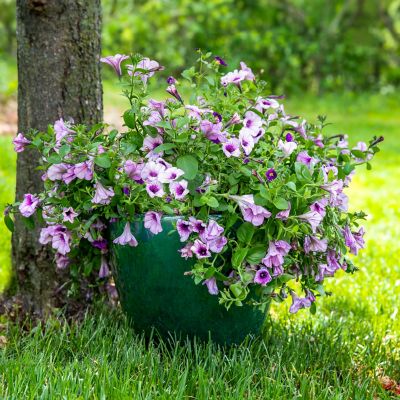 Image showing  14.5 in Resort Glazed Ceramic Planter - Dark Green