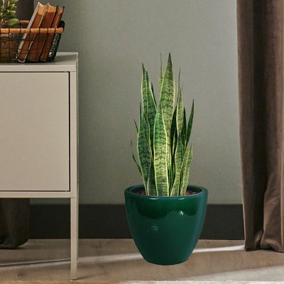 Image showing  14.5 in Resort Glazed Ceramic Planter - Dark Green