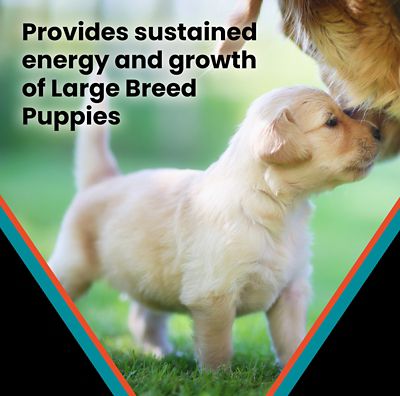 Image showing  Hi-Pro Plus Large Breed Puppy Chicken and Brown Rice Recipe Dry Dog Food