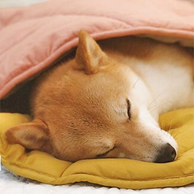 Image showing  Leaf Shape Pet Blanket