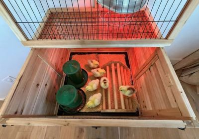 Image showing  Raised Brooder 32 x 32