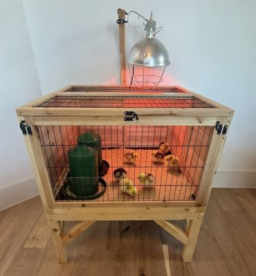 Image showing  Raised Brooder 32 x 32