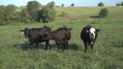 Image showing  Durastrike Fly Scatter Bait, 1 lb.