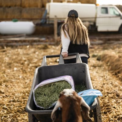 Image showing  Grazlee Alfalfa/Timothy Chopped Forage, 35 lb. Bag