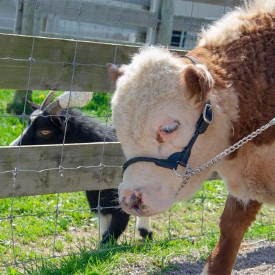 Image showing  Round Rolled Leather Show Halter for Cows with Lead