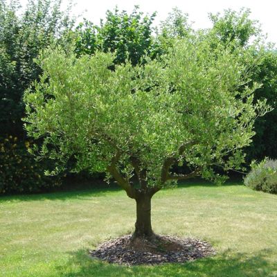 Image showing  4 in. Coratina Olive Tree