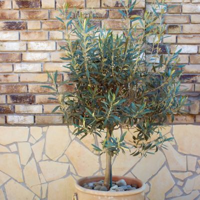 Image showing 6 th National Plant Network 4 in. Coratina Olive Tree