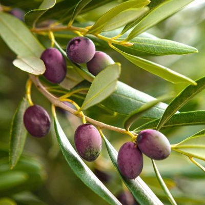 Image showing 9 th National Plant Network 4 in. Coratina Olive Tree