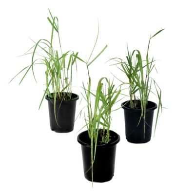 National Plant Network 4 in. Panicuum Heavy Metal, 3 pk.