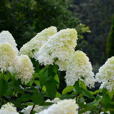 Image showing  2 gal. Hydrangea Little Hottie Tree