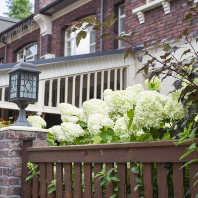 Image showing  2 gal. Hydrangea Little Hottie Tree