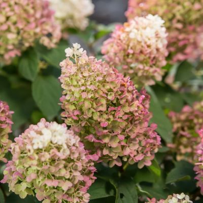 Image showing  2 gal. Hydrangea Little Hottie Tree