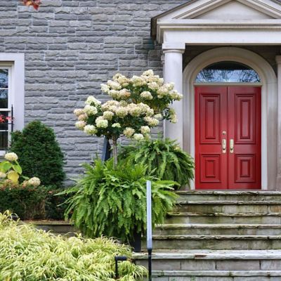 Image showing  2 gal. Hydrangea Little Hottie Tree