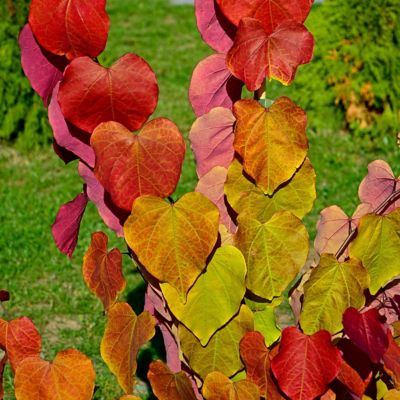 Image showing  2 gal. Redbud Hearts A Fire Tree