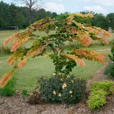 Image showing  2 gal. Redbud Hearts A Fire Tree