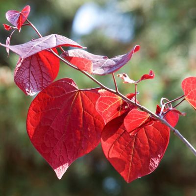 Image showing  2 gal. Redbud Hearts A Fire Tree