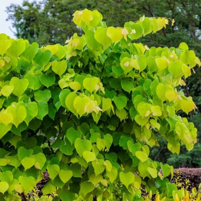 Image showing  2 gal. Redbud Hearts A Fire Tree