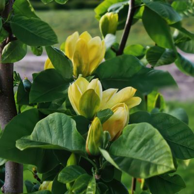 Image showing  2 gal. Magnolia Judy Zuk Tree